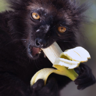 Lemure-Macaco-705x530