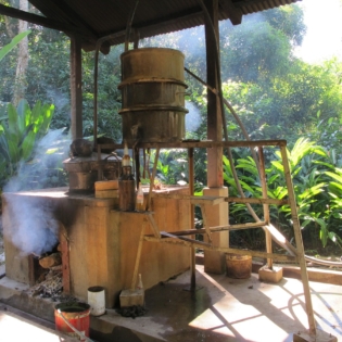 alambicco distillazione ylang-ylang_madablu