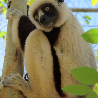 lemure Sifaka2-Antsoa_madablu