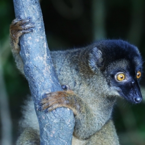 lemure fulvus-Antsoa_madablu2 - Copia