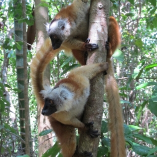 lemure macaco_madablu