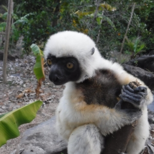 lemure sifaka-Antsoa_madablu