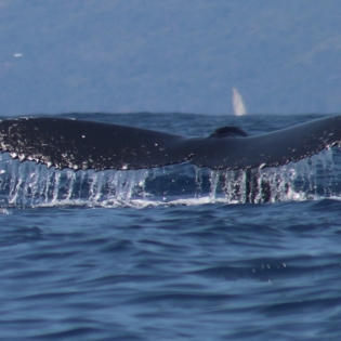 whale watching2_madablu